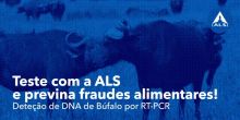 Deteção de DNA de Búfalo por RT-PCR | Previna fraudes alimentares!