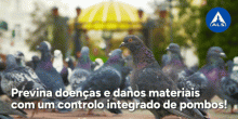 Previna doenças e danos materiais com um controlo integrado de pombos!