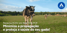 Pesquisa BVDV por RT-PCR | Minimize a propagação e proteja a saúde do seu gado!